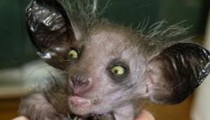 Create meme: real animal, the animal, the Aye-Aye