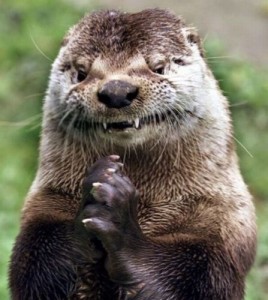 Create meme: funny pictures with beaver, otter, otter