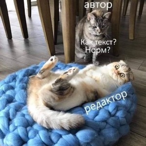 Create meme: cat, seals, cat