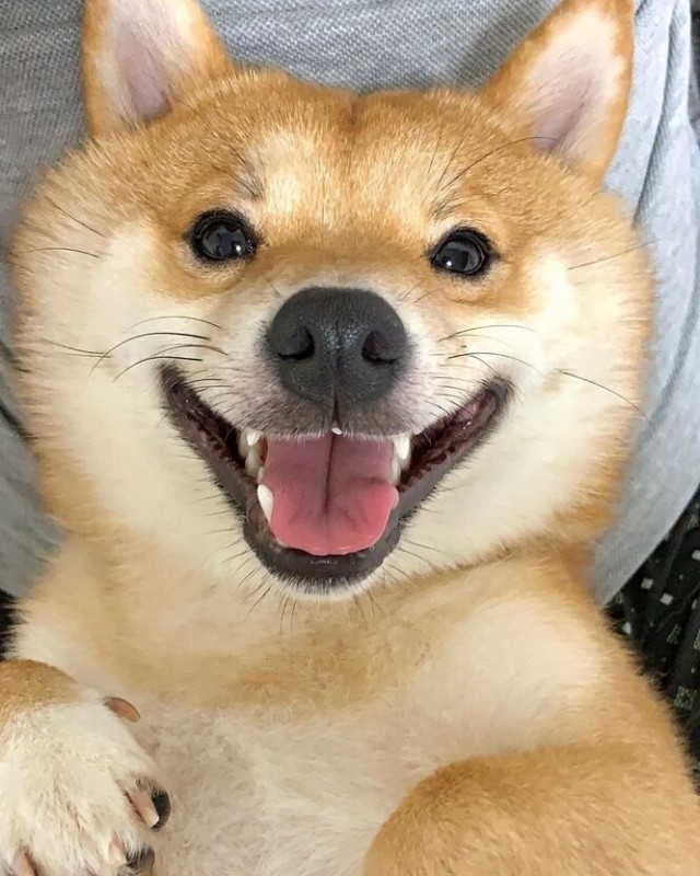 Создать мем: сиба-ину, сиба ину улыбка, улыбающийся пес