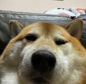 Create meme: Shiba inu dog, dog, dog