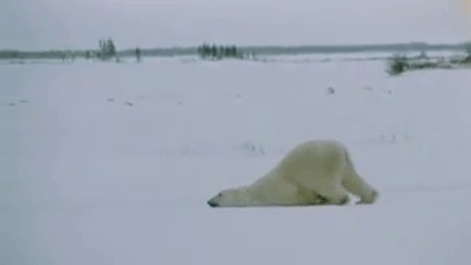 Создать мем: медведь, белые медведи в арктике, медведь белый