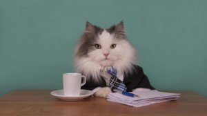 Create meme: cat is fun, cat big, business cat