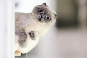 Создать мем: scottish fold cat, кот вислоухий серый, кошка скоттиш фолд
