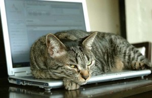 Создать мем: умный котик, офисный кот, умная кошка