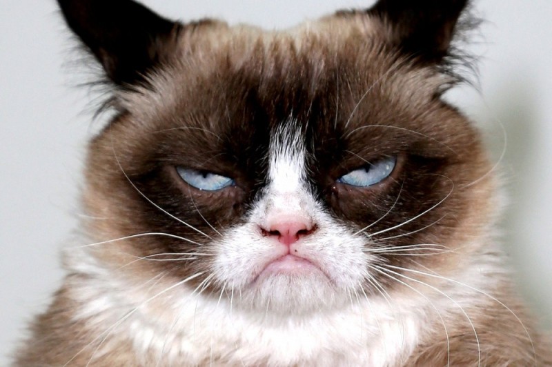 Create meme: meme disgruntled cat , angry cat , the cat is unhappy
