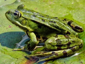 Создать мем: лягушка живая, лягушка болотная, зеленая жаба