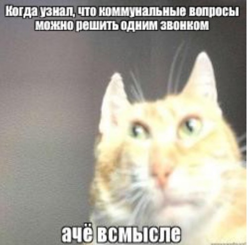Создать мем: мемы, мемы с котами, ачёвсмысле кот
