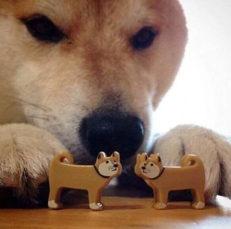 Create meme: Shiba inu bites, meme dog with two toys, dog bites