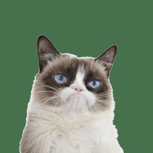 Create meme: grumpy cat, cat, unhappy cat