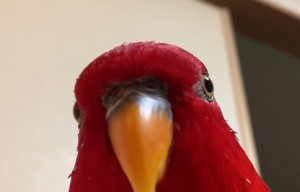 Create meme: parrot, red parrot