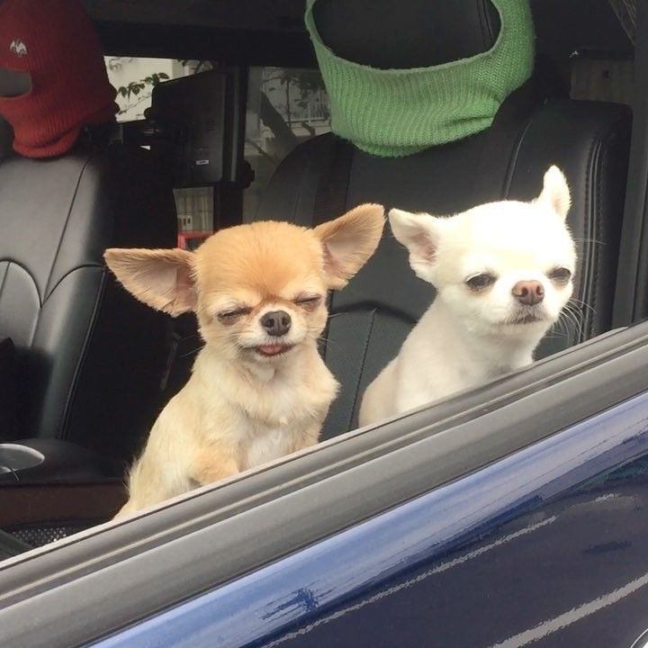 Create meme: two chihuahuas in the car, chihuahua from instagram, funny Chihuahua