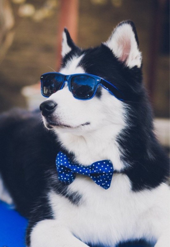 Create meme: cool dog , husky in sunglasses, husky dog glasses
