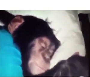 Create meme: Yerzhan monkey sleeping, Yerzhan monkey meme, Yerzhan monkey