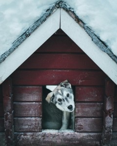 Создать мем: сгустная собака в будке, собака в будке на снегу, собака живет в будке