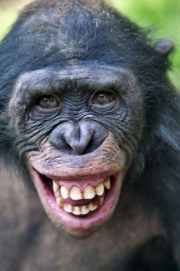 Создать мем: веселая обезьяна, айкью шимпанзе, быстрая память шимпанзе