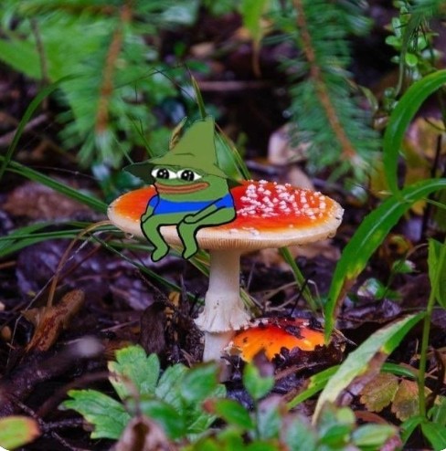 Создать мем: мухомор красный, мухомор гриб, лес грибы