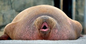 Create meme: the Atlantic walrus