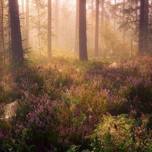 Create meme: forest fog, heather in the forest, nature forest 