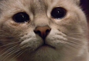 Create meme: memes, offended, the cat is crying