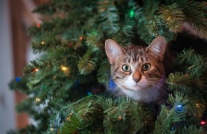 Создать мем: кот и новогодняя елка, серый кот с елкой, кошка елка