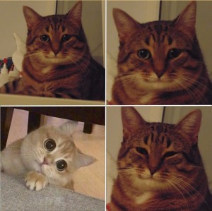 Create meme: memes with cats, meme cat, meme cat