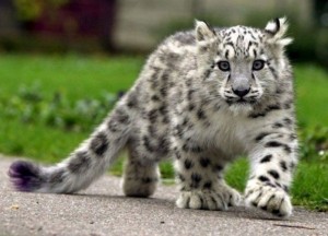 Create meme: IRBIS snow leopard red book, the symbol of Kazakhstan the snow leopard, snow leopard