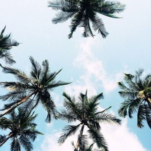 Create meme: tree background, Palma, palm