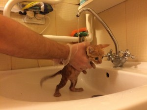 Создать мем: take a bath, this cat girl want to wash your back, раковина упирается кот