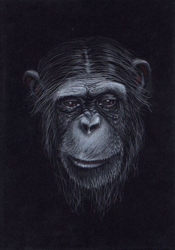 Создать мем: обезьяна шимпанзе, портрет обезьяны, картина обезьяны