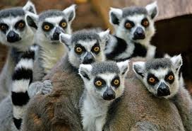 Create meme: photo lemur group, a baby lemur, photos of lemur