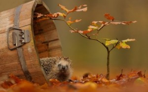 Create meme: hedgehog, autumn, the magic of autumn
