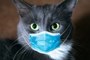 Create meme: cat, the cat in the mask, cat in a medical mask