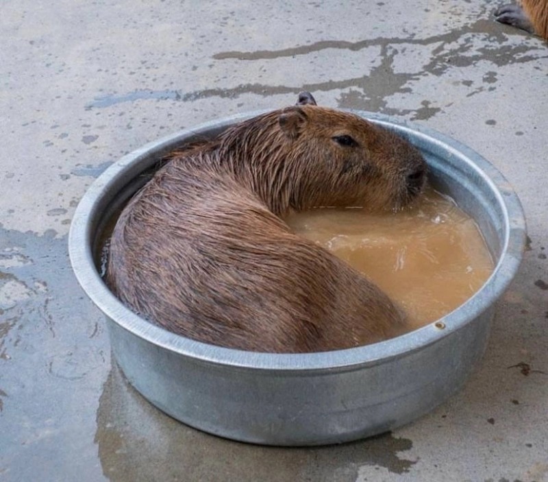 Create meme: morning capybara, capybara guinea pig, big capybara guinea pig
