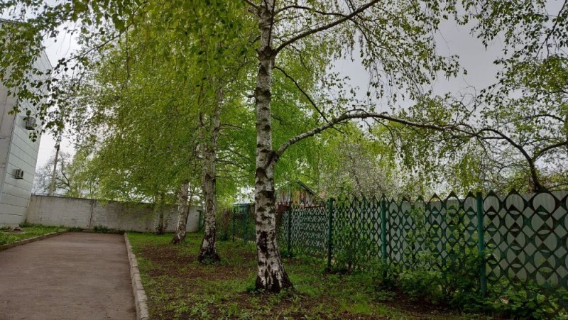 Create meme: birches Strogino Park, birch in Diveevo, berezki Park Pskov