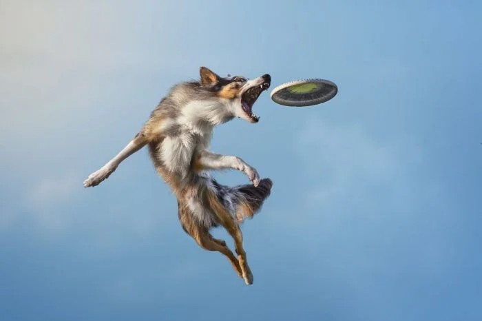Create meme: The dog is flying, flying dog, Australian Shepherd frisbee