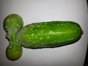 Create meme: a small cucumber, cucumbers for open ground, green cucumber