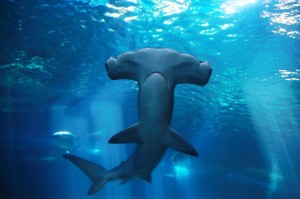 Create meme: the basking shark, the hammerhead shark, fish hammer