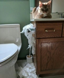 Создать мем: кот смешной, смешные коты в ванной, oh no no no смех
