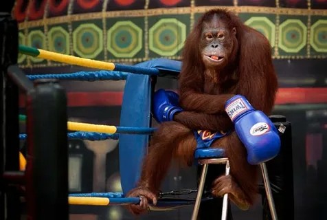 Create meme: orangutan boxer, monkey boxer, monkey orangutan