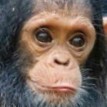 Create meme: baby chimp, primates and people, a monkey with a language photo