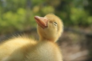 Create meme: cute, ducky, I duck