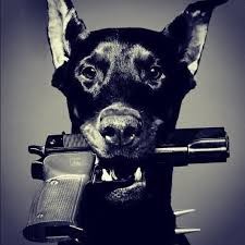 Create meme: Doberman black and white, a dog with a gun, Doberman on the avu