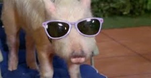 Create meme: funny pigs, pig with glasses meme, photo mini pig with glasses