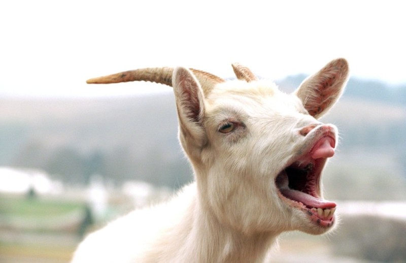 Create meme: goat , infected, the screaming kid