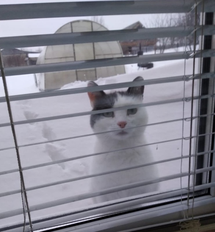Create meme: kitty , cat , the cat on the window
