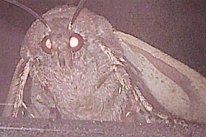 Create meme: meme moth, moth meme, scary moth