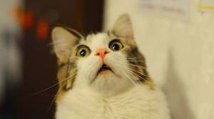 Create meme: surprised kitty, hard-core pictures of cats, the surprise of the cat