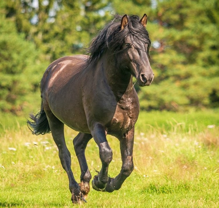 Create meme: frisian horse, mezen horse breed, Frisian horse breed