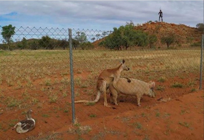 Создать мем: спаривание кенгуру, свинья и кенгуру и гусь в австралии, кенгуру